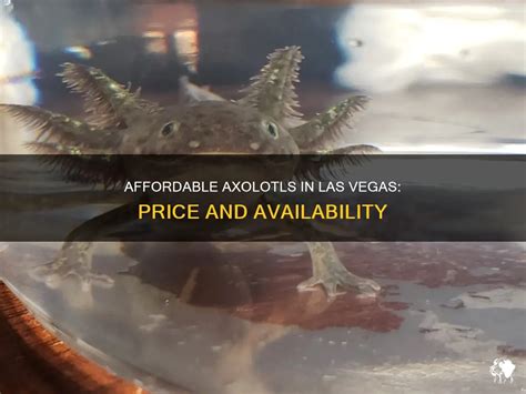 are axolotls cheap in las vegas